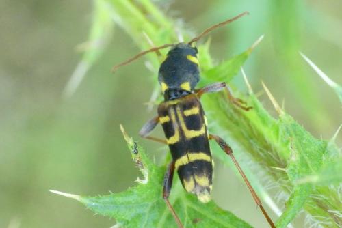 Xylotrechus arvicola